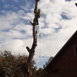 Kraina ogrodow - Uliana Kozak, Rostjslav Holodniak Spółka cywilna - Pracownik w kasku i odzieży ochronnej, na wysokości, przy użyciu lin, usuwa gałęzie z wysokiego drzewa w Piasecznie, widok z dołu na tle błękitnego nieba z chmurami.