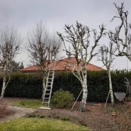 Przycięte brzozy w ogrodzie po sezonie, z drabiną opartą o jedno z drzew, widoczne narzędzia ogrodnicze i budki dla ptaków