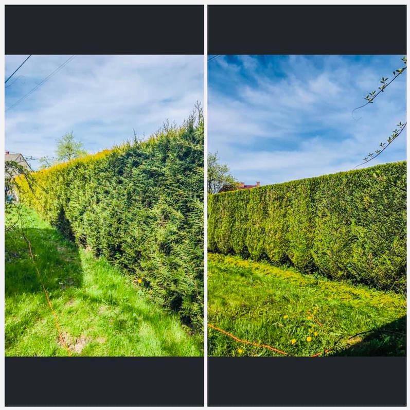 Porównanie żywopłotu przed i po formowaniu, widoczne świeżo skoszone źdźbła trawy i kabel elektryczny na trawniku.