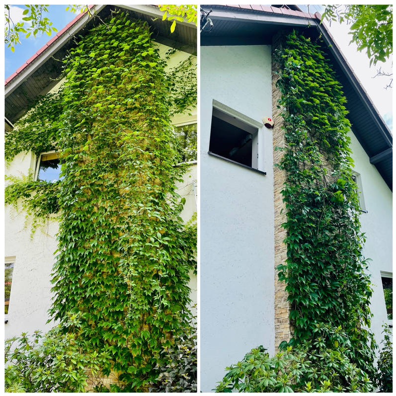 Dwa ujęcia tej samej ściany domu, porośniętej gęstym bluszczem, z widocznymi oknami i fragmentem dachu.