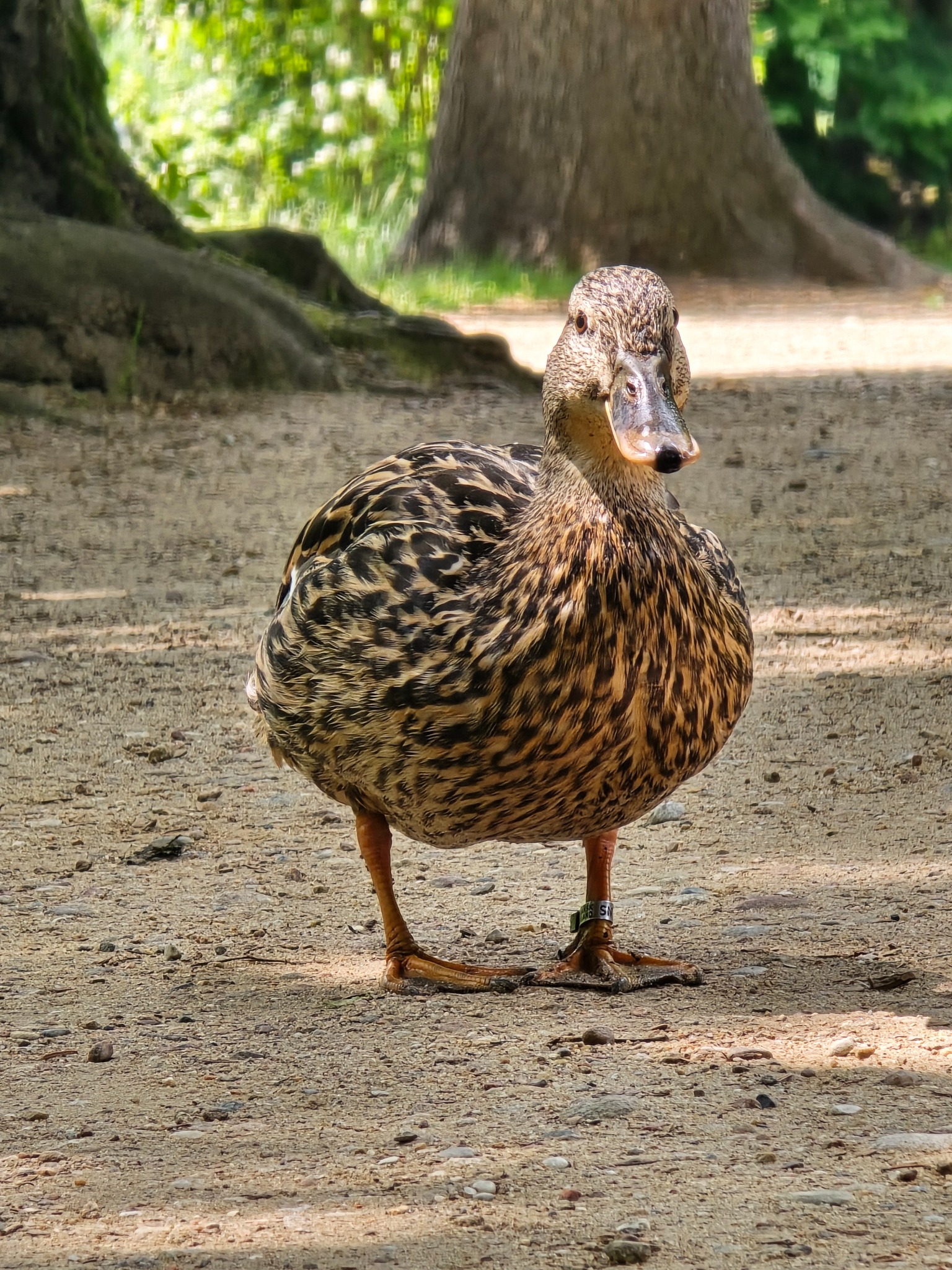 Kaczka krzyżówka z metalową obrączką na nodze stoi na piaszczystym podłożu w parku, w tle widoczne pnie drzew.