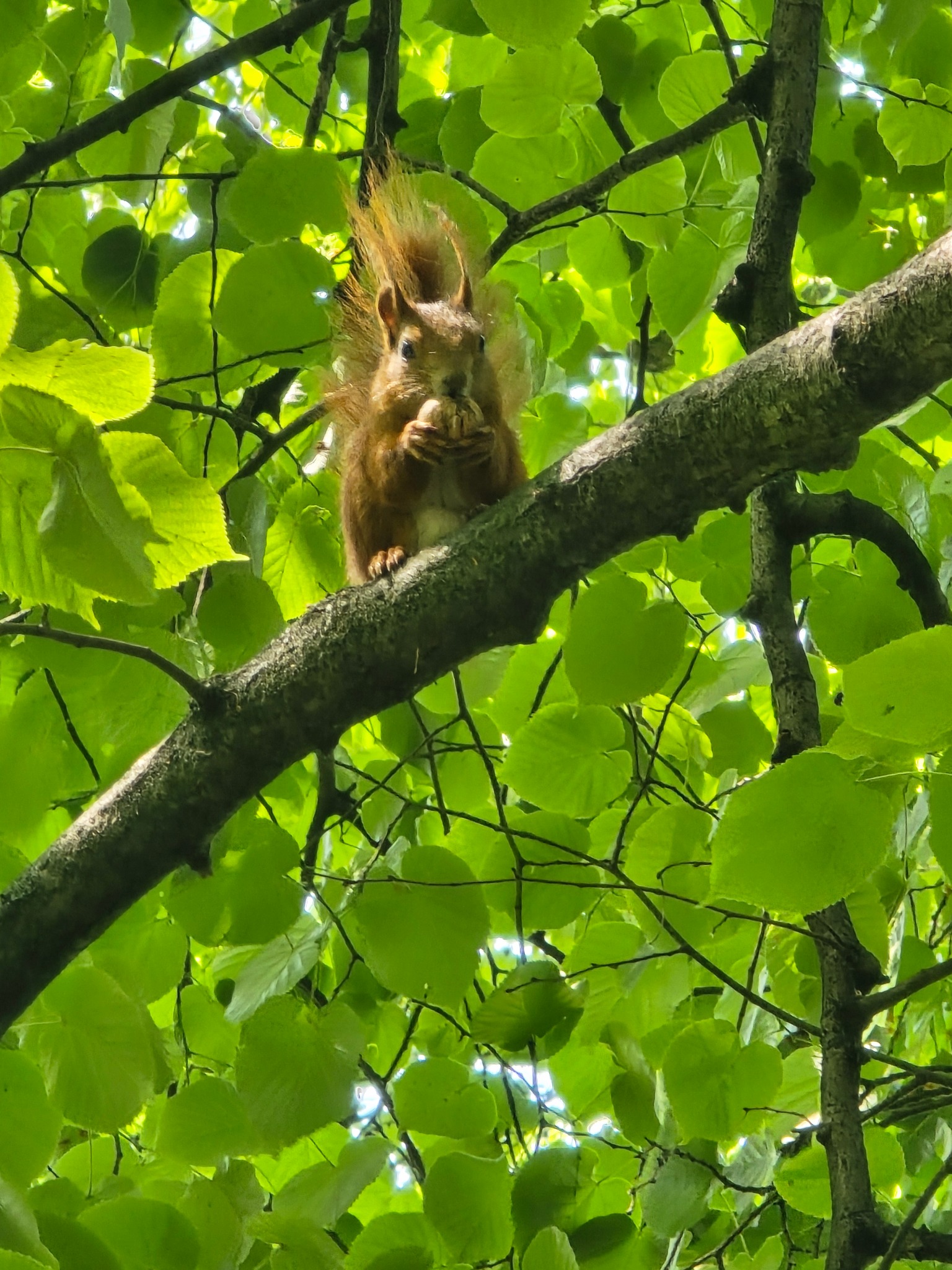 Ruda wiewiórka siedzi na gałęzi drzewa, trzymając orzech w łapkach, otoczona zielonymi liśćmi.