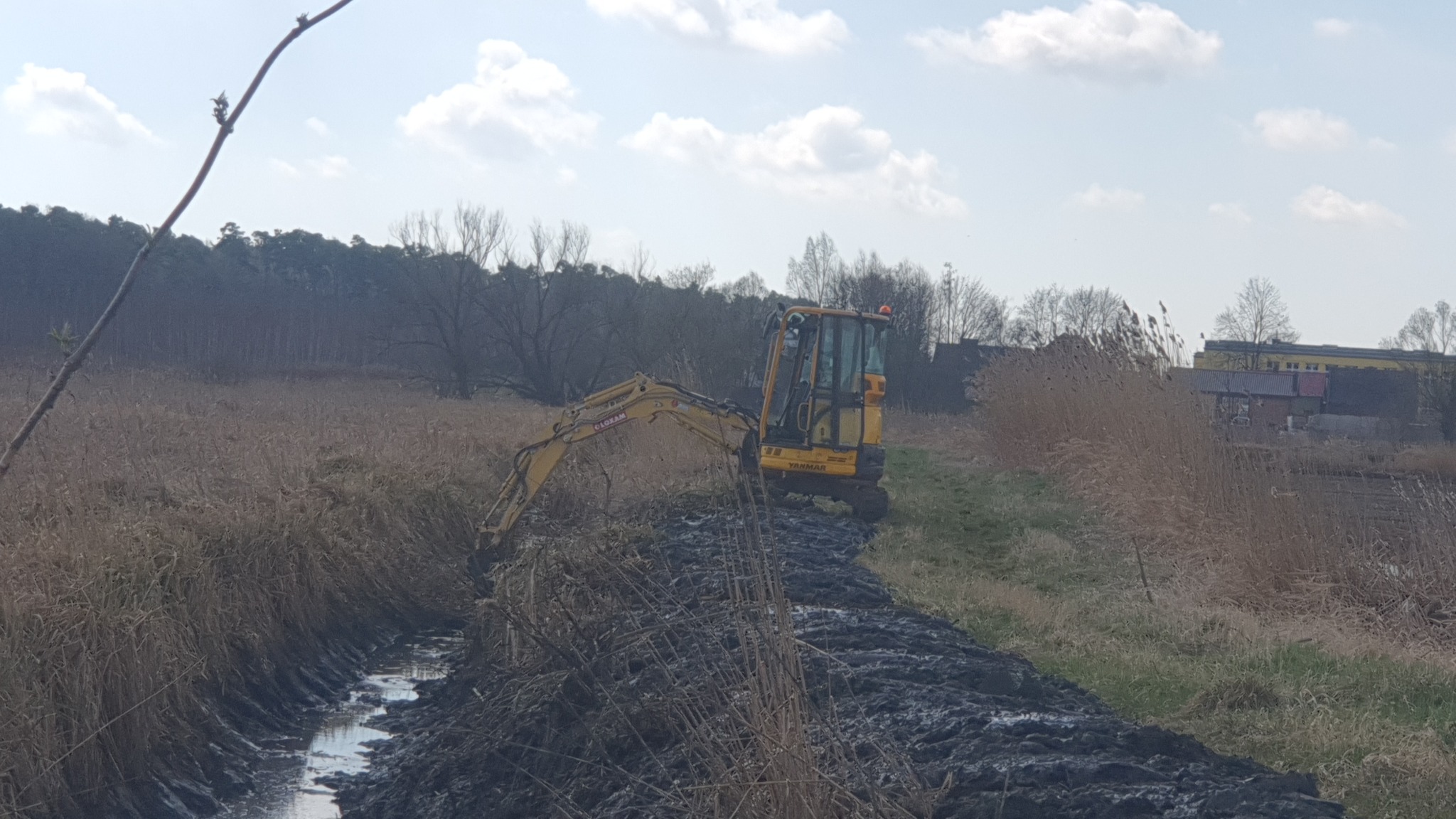 Żółta mini koparka Yanmar pogłębiająca rów melioracyjny z brzegami porośniętymi suchą trzciną, w tle zabudowania gospodarcze i drzewa pod błękitnym niebem z chmurami.