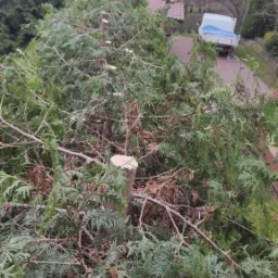 Ścięte gałęzie i pnie drzewa iglastego, widoczny samochód z przyczepą w tle.