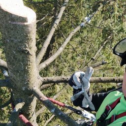 DrzewaKrzewyWycinkaSkracanieSosnowiec - Rewelacyjne Wycinanie Drzew w Bielsku-Białej