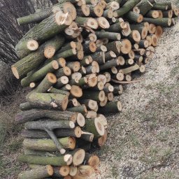 Wycinka drzew Sosnowiec 9