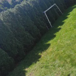 Równy szpaler wysokich, gęstych tuj, częściowo ocieniony, z rozstawioną aluminiową drabiną, na pierwszym planie ścięte gałęzie i trawa.