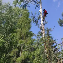 Arborysta w czerwonej kurtce, zabezpieczony linami, wspina się na wysoką, smukłą brzozę na tle błękitnego nieba i gęstego, zielonego lasu.