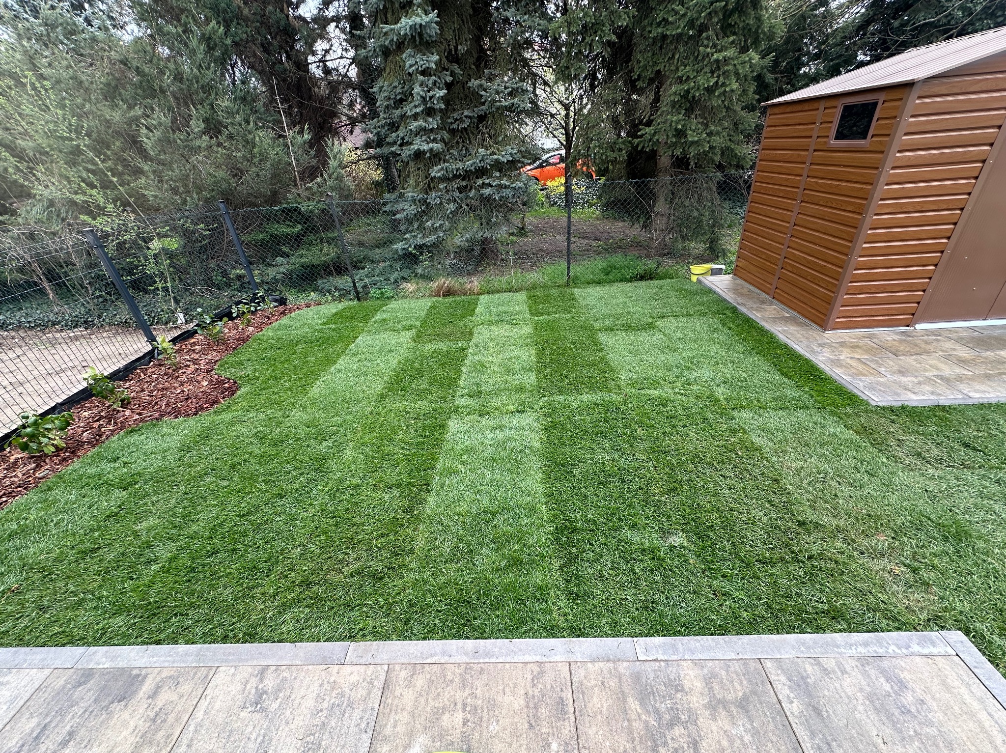 Świeżo ułożona trawa z rolki z wyraźnymi pasami po koszeniu, brązowy domek narzędziowy w tle. Widok z poziomu kostki brukowej, zielony trawnik.