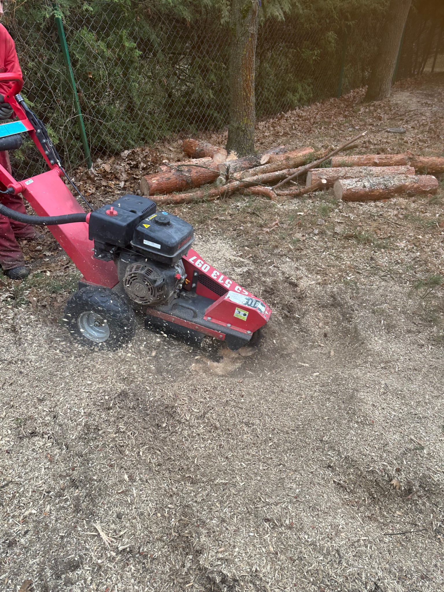 Frezarka do pni w akcji, usuwająca pień drzewa. W tle widoczne ścięte pnie i ogrodzenie z siatki. Wokół maszyny leżą wióry powstałe podczas frezowania.