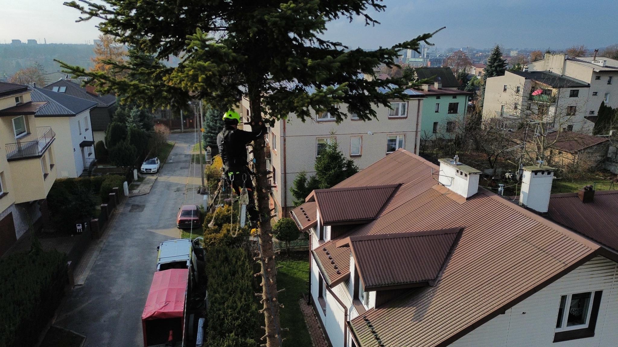 Arborysta w kasku, zabezpieczony linami, przycina wysokie drzewo iglaste w zabudowie miejskiej. Widok z góry na ulicę i domy z brązowymi dachami.
