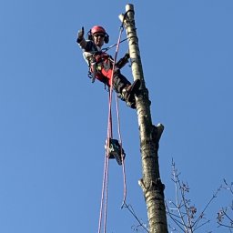 Hern usługi arborystyczne - Usuwanie Drzew Sosnowiec