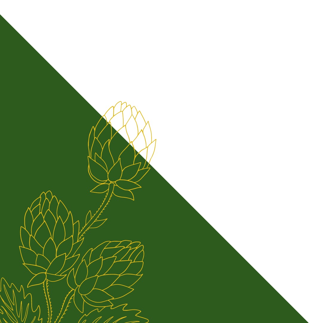 Grafika wektorowa przedstawiająca trzy szyszki chmielu z łodygami w kolorze złotym na zielonym tle, z białym trójkątem w prawym górnym rogu.