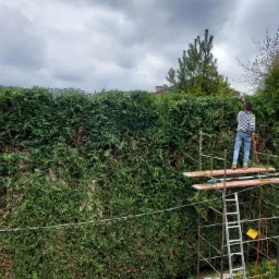 Mężczyzna w pasiastym swetrze i jeansach przycina żywopłot z tui za pomocą elektrycznych nożyc stojąc na rusztowaniu. W tle widoczny dom i pochmurne niebo.