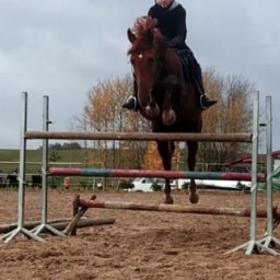 Stadniny i jazda konna Jeleniewo 2