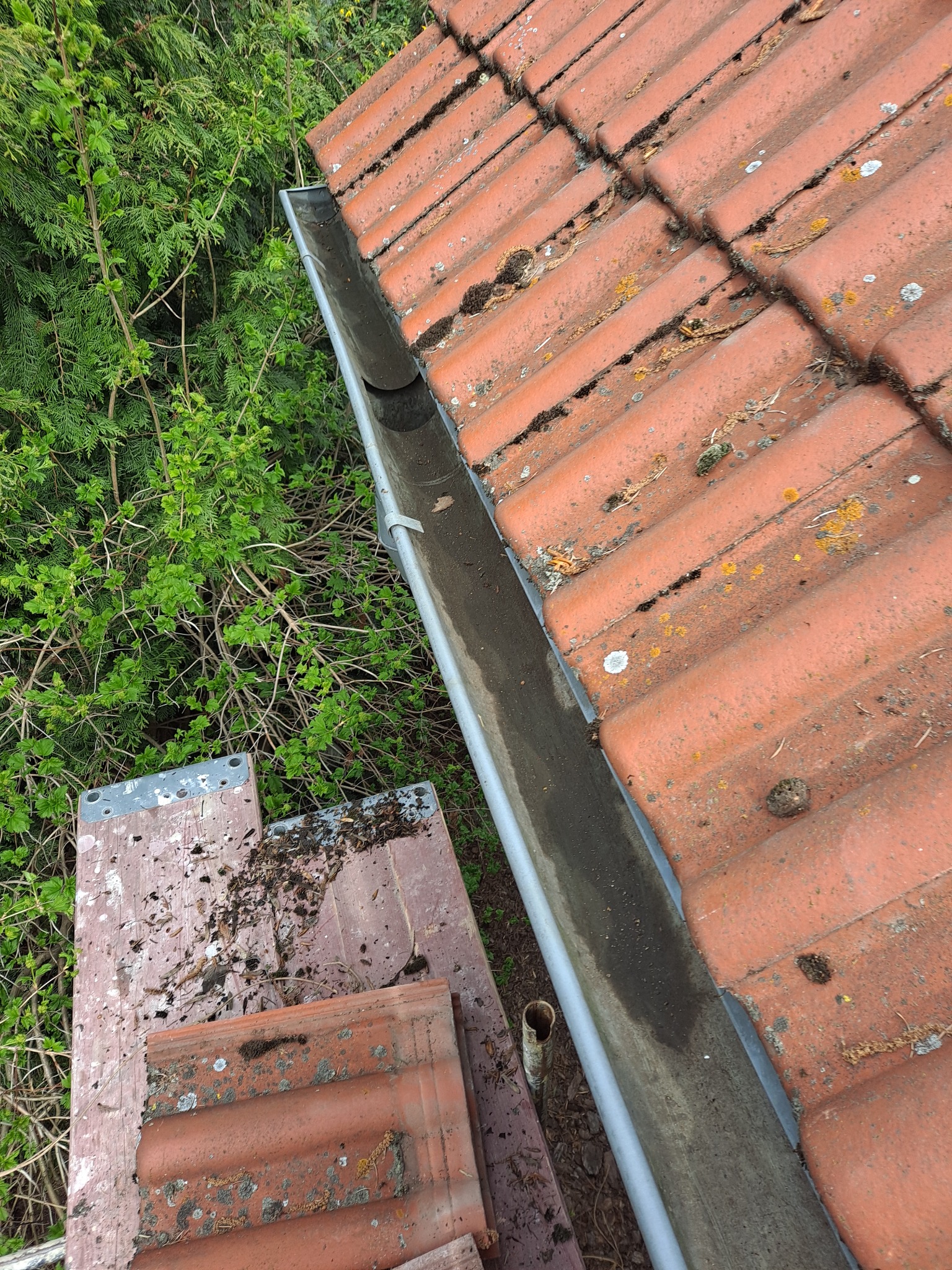 Zanieczyszczona rynna z liśćmi i mchem, przylegająca do pomarańczowej dachówki, widoczna z góry, obok drabina i zieleń drzew