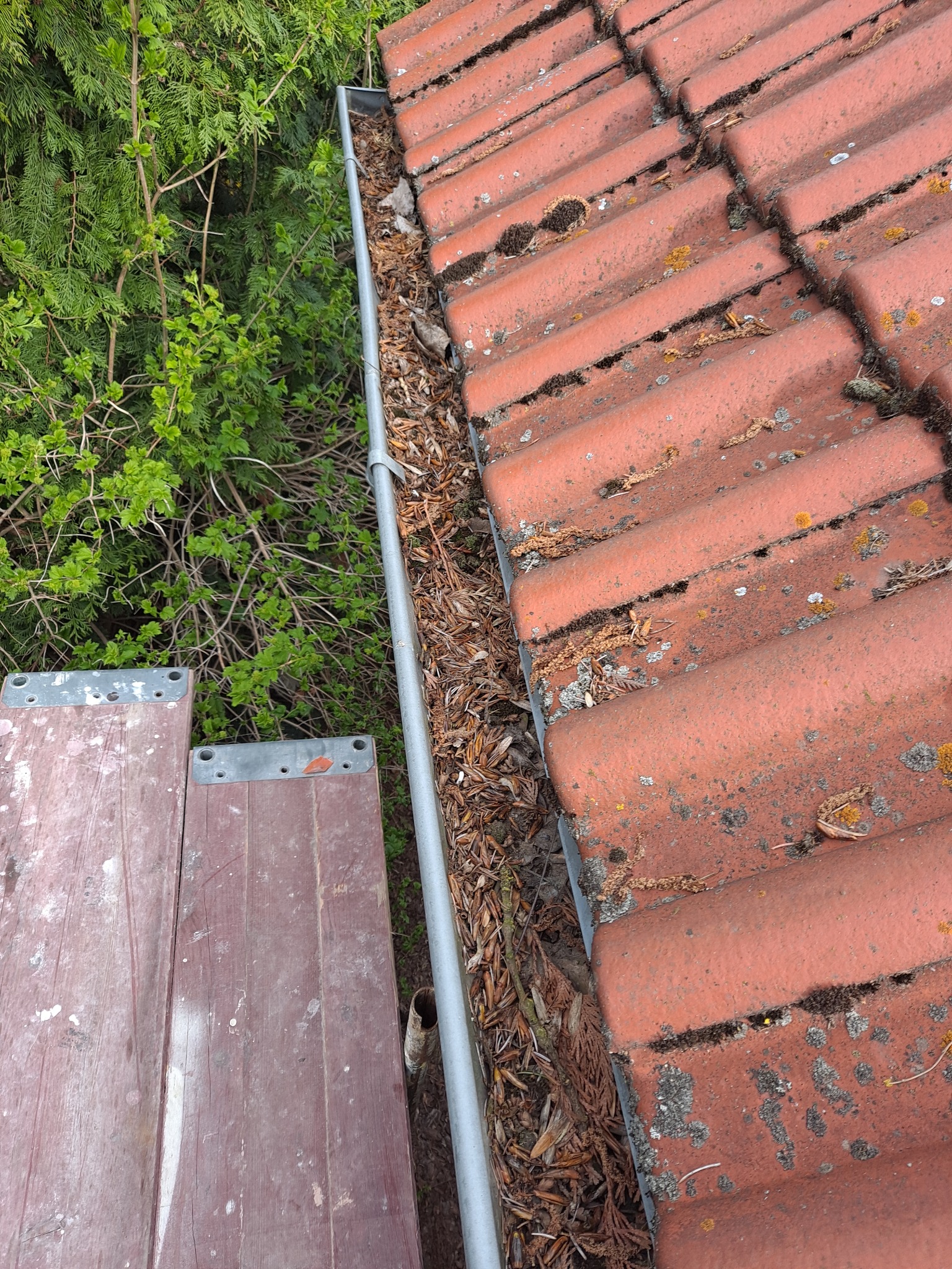 Zablokowana rynna z liśćmi i igliwiem na tle czerwonej dachówki, widoczny fragment drabiny i zieleń drzew