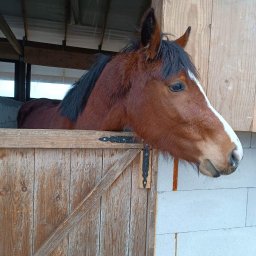 Kolonie, obozy Nowy Sącz 1