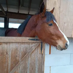Brązowy koń z białą strzałką na pysku wystawia głowę z drewnianej stajni z widocznym zadaszeniem, opierając się o jej górną krawędź.