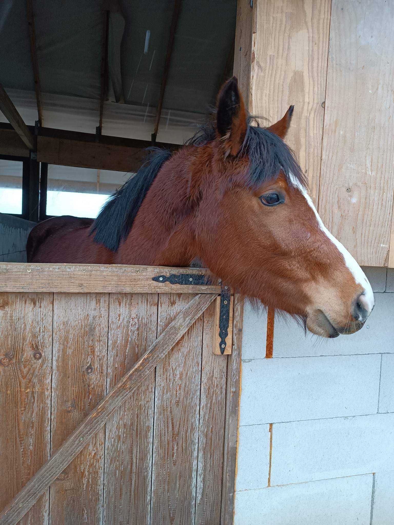 Brązowy koń z białą strzałką na pysku wystawia głowę z drewnianej stajni z widocznym zadaszeniem, opierając się o jej górną krawędź.