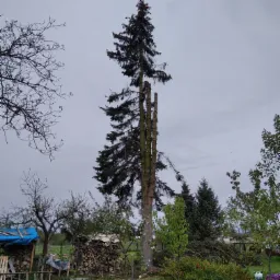 Wysoka sosna z częściowo usuniętymi gałęziami, stosy drewna, niebieska plandeka i inne drzewa w tle pod pochmurnym niebem.