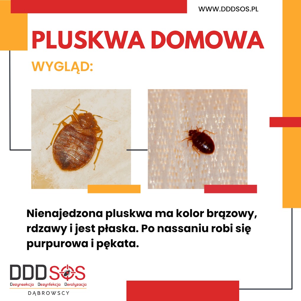 Grafika informacyjna przedstawiająca wygląd pluskwy domowej przed i po posiłku, z logo firmy DDDSOS Warszawa.