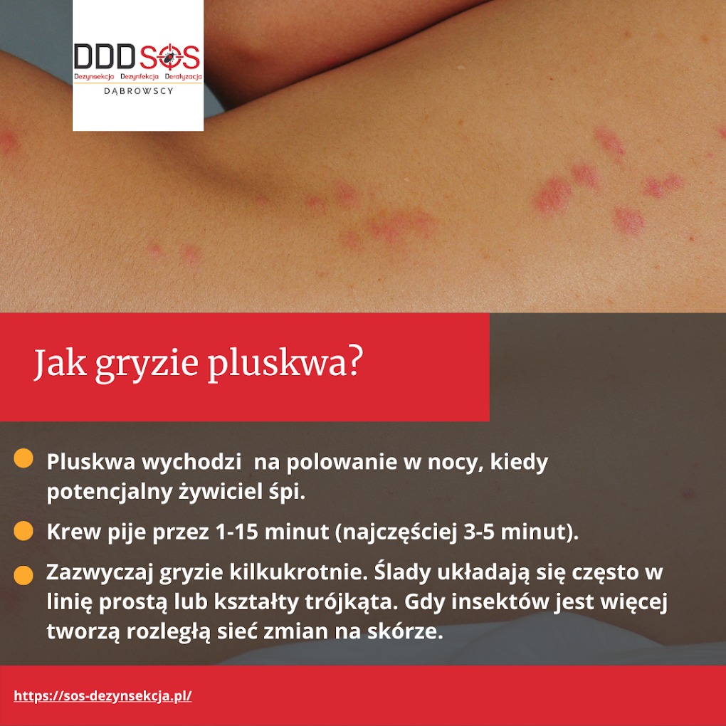 Skóra człowieka z widocznymi czerwonymi śladami po ugryzieniach pluskwy, z logo firmy DDDSOS Warszawa w lewym górnym rogu i tekstem informacyjnym o sposobie gryzienia pluskiew.
