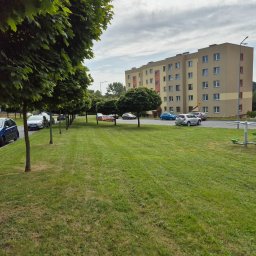 Przemysław Nowacki - Równy trawnik po koszeniu w Chojnowie, z rzędem drzew o kulistych koronach wzdłuż parkingu i bloku mieszkalnego w tle.