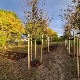 Świeżo posadzone drzewa w rzędzie, zabezpieczone drewnianymi palikami i czarnymi pasami, otoczone korą, z widocznym fragmentem drogi i jesiennych drzew w tle.
