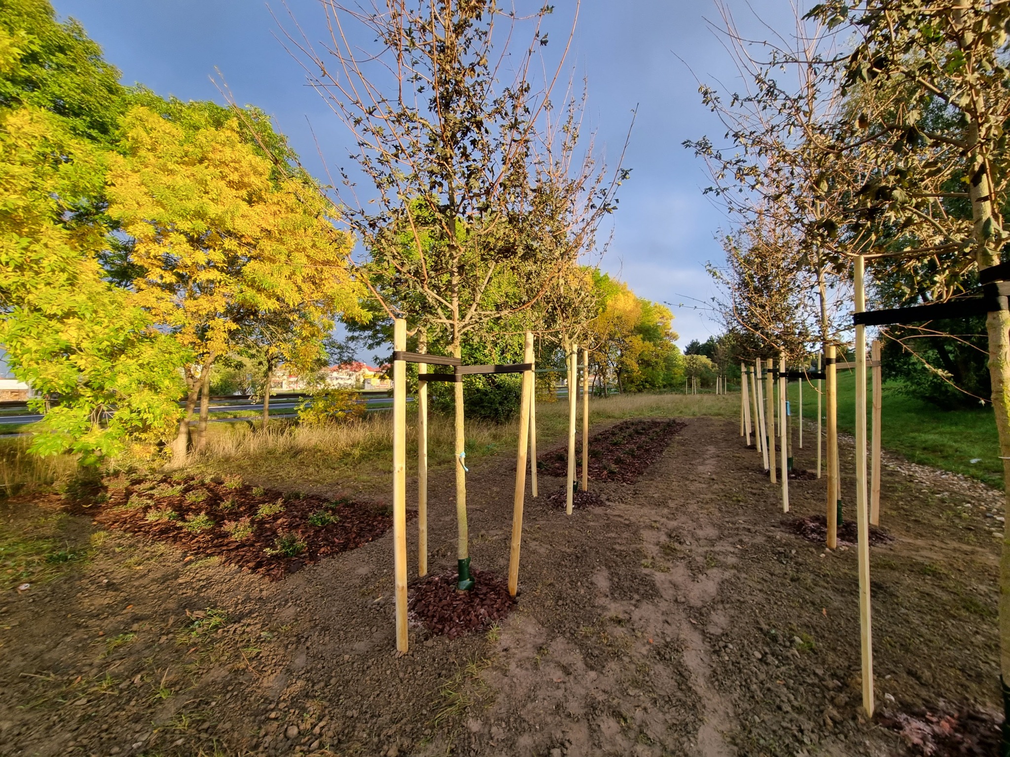 Świeżo posadzone drzewa w rzędzie, zabezpieczone drewnianymi palikami i czarnymi pasami, otoczone korą, z widocznym fragmentem drogi i jesiennych drzew w tle.
