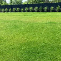 Równy, zielony trawnik z rzadko posadzonymi ozdobnymi trawami wzdłuż ciemnego, panelowego ogrodzenia.