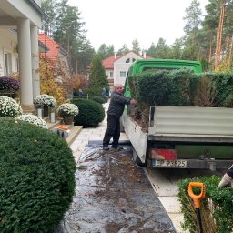 Czar Zieleni - Pracownicy wyładowują z zielonego samochodu dostawczego sadzonki bukszpanu na czarną folię rozłożoną na kostce brukowej przed domem z białymi kolumnami.