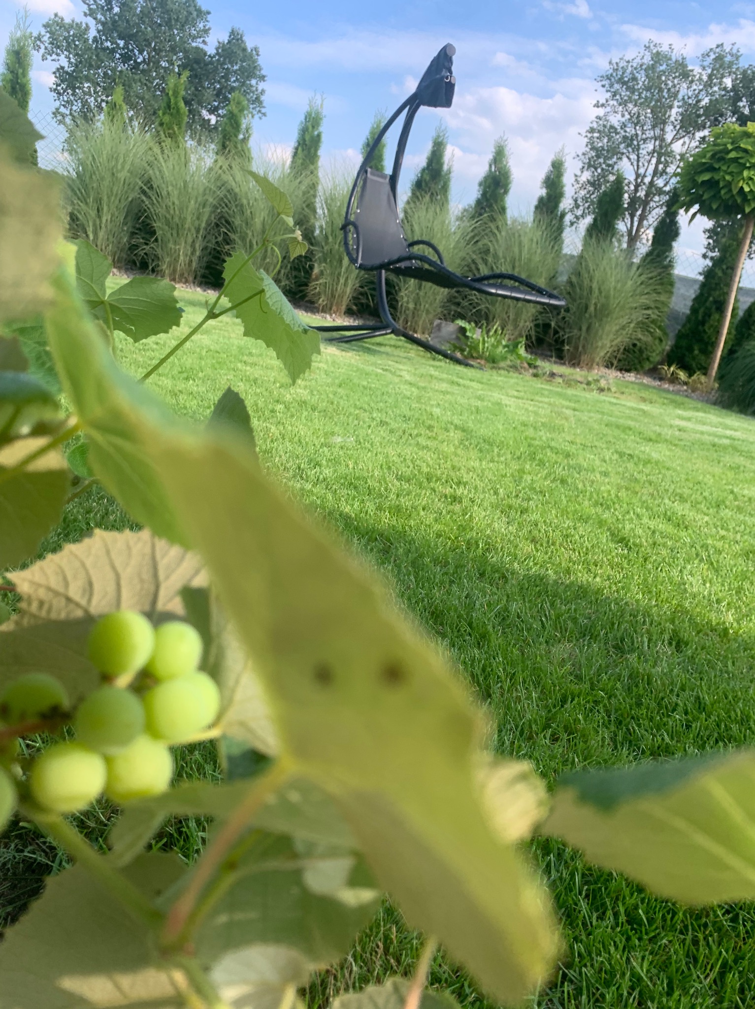 Ujęcie z bliska na zielone winogrona na krzewie, w tle zadbany trawnik, ozdobne trawy i wiszące krzesło ogrodowe pod błękitnym niebem.