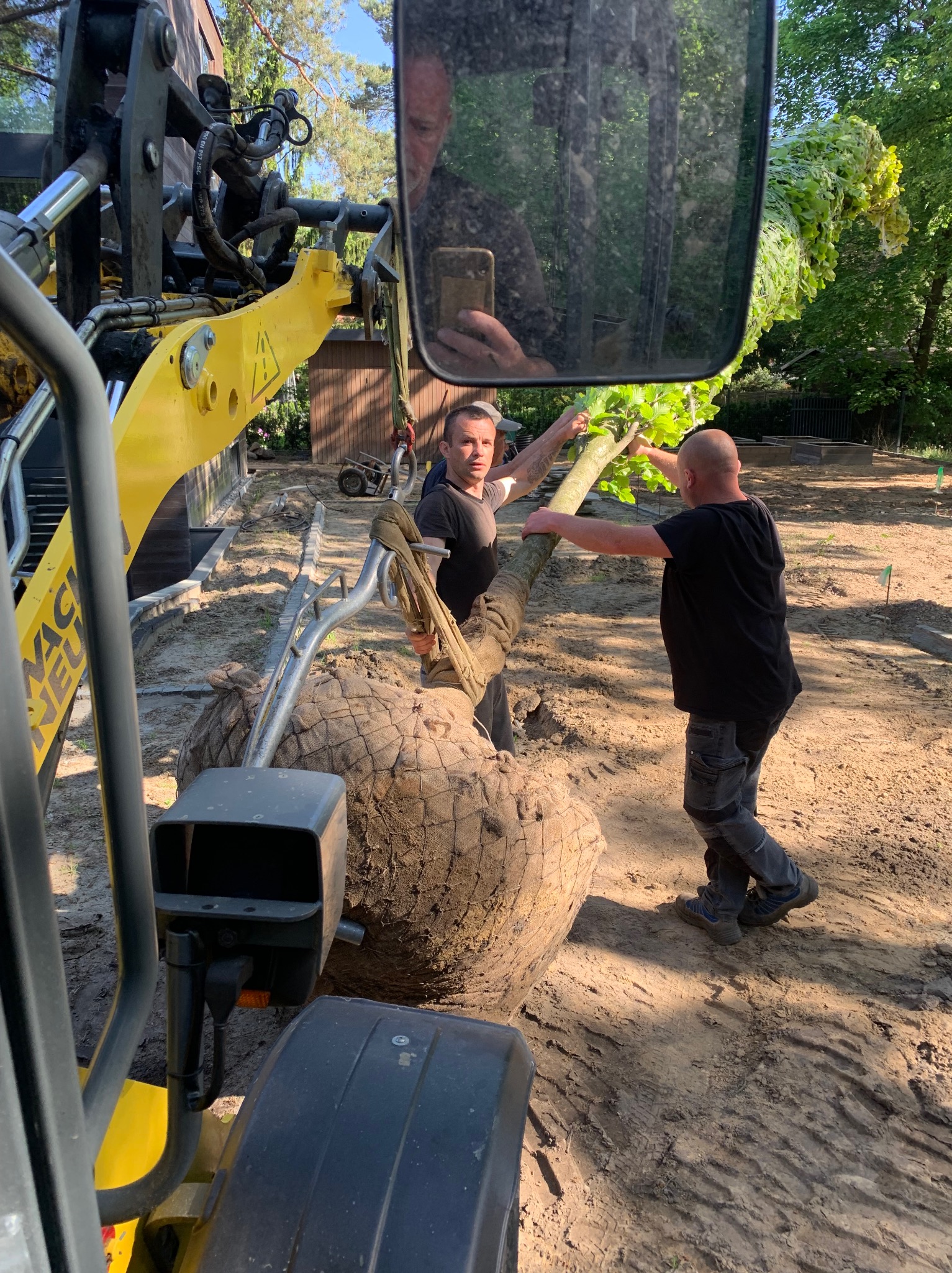 Przenoszenie drzewa z bryłą korzeniową za pomocą żółtej maszyny budowlanej; dwaj mężczyźni pomagają w manewrowaniu drzewem na terenie budowy ogrodu.
