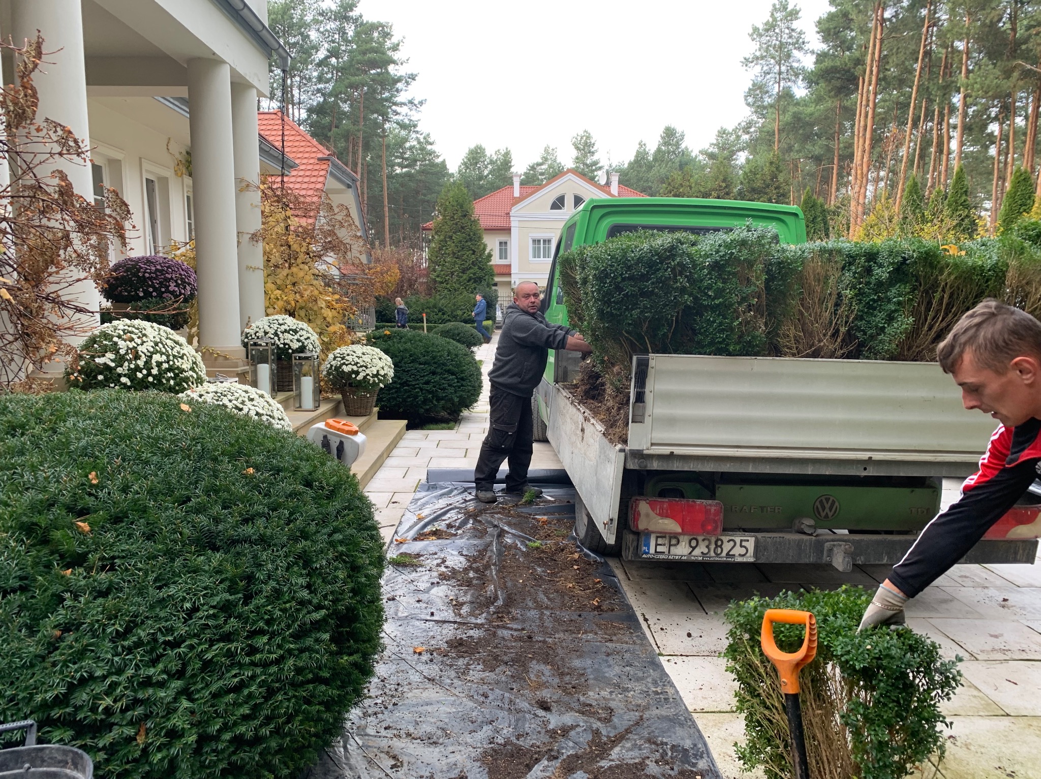Pracownicy wyładowują z zielonego samochodu dostawczego sadzonki bukszpanu na czarną folię rozłożoną na kostce brukowej przed domem z białymi kolumnami.