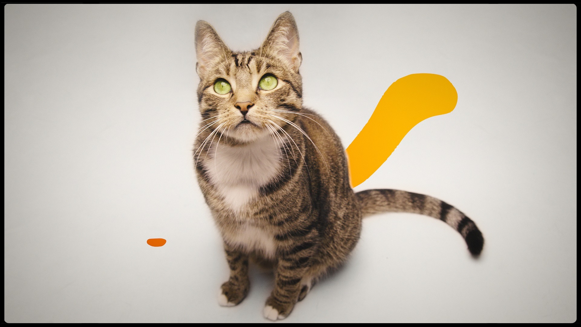 Tabby kot siedzi na białym tle, z pomarańczowymi elementami graficznymi w tle.