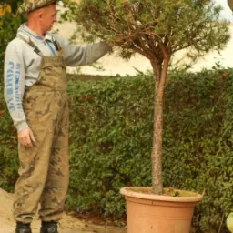 Mężczyzna w stroju roboczym i kapeluszu w kamuflażu dotyka korony małego drzewka iglastego w donicy na tle żywopłotu.