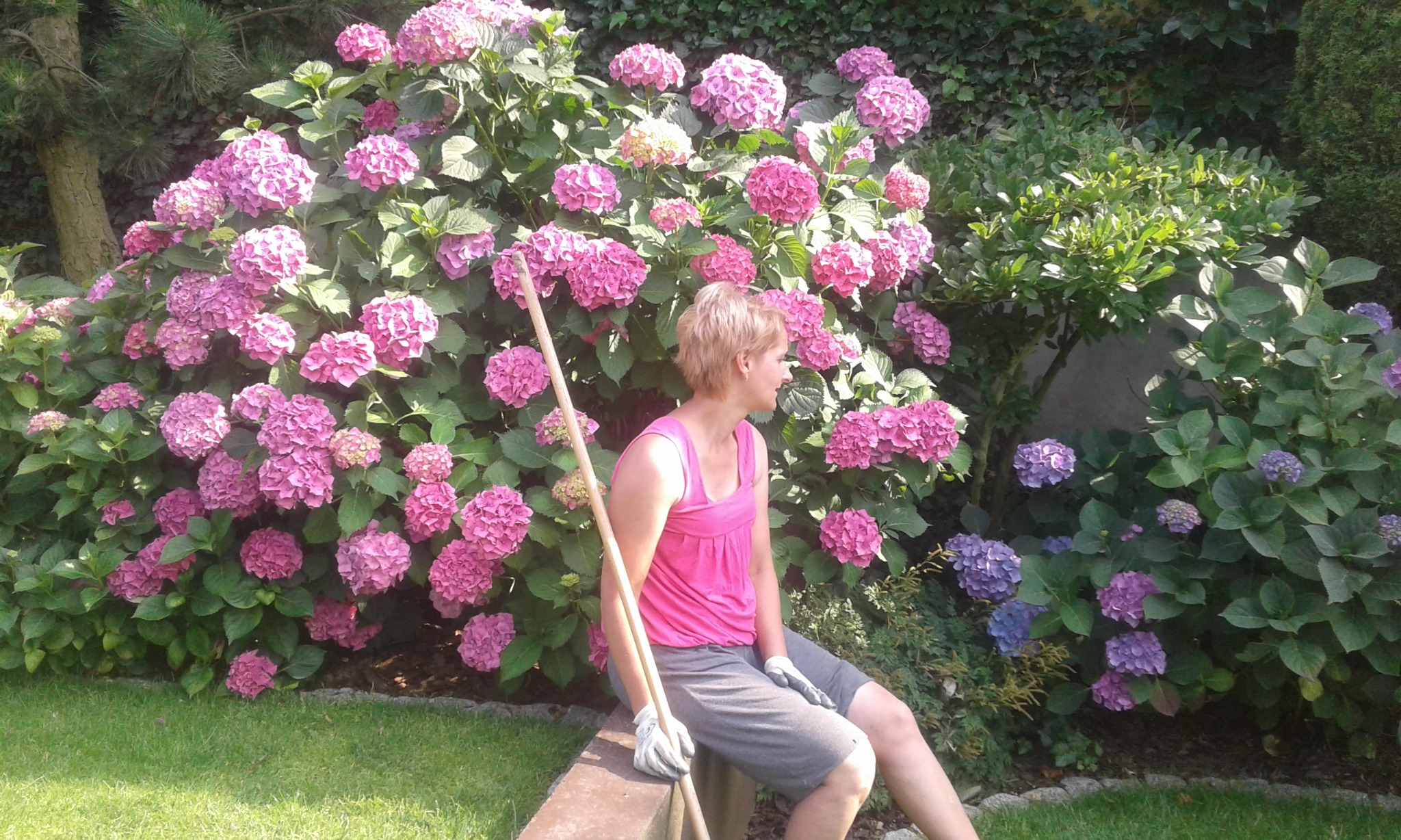 Kobieta w ogrodzie siedzi na murku obok kwitnących hortensji, trzymając w ręku drewniany kij. W tle widoczne inne krzewy i drzewa.