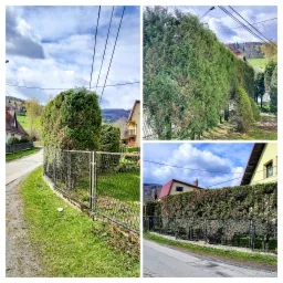 Kompilacja zdjęć przedstawiająca szpaler formowanych tuj wzdłuż ogrodzenia posesji, widok z ulicy w słoneczny dzień.