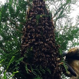 Zawsze do dyspozycji w aktywnych działaniach przeciwrojowych w sezonie 2025 na posesjach i innych lokalizacjach.

Złocieniec+30km