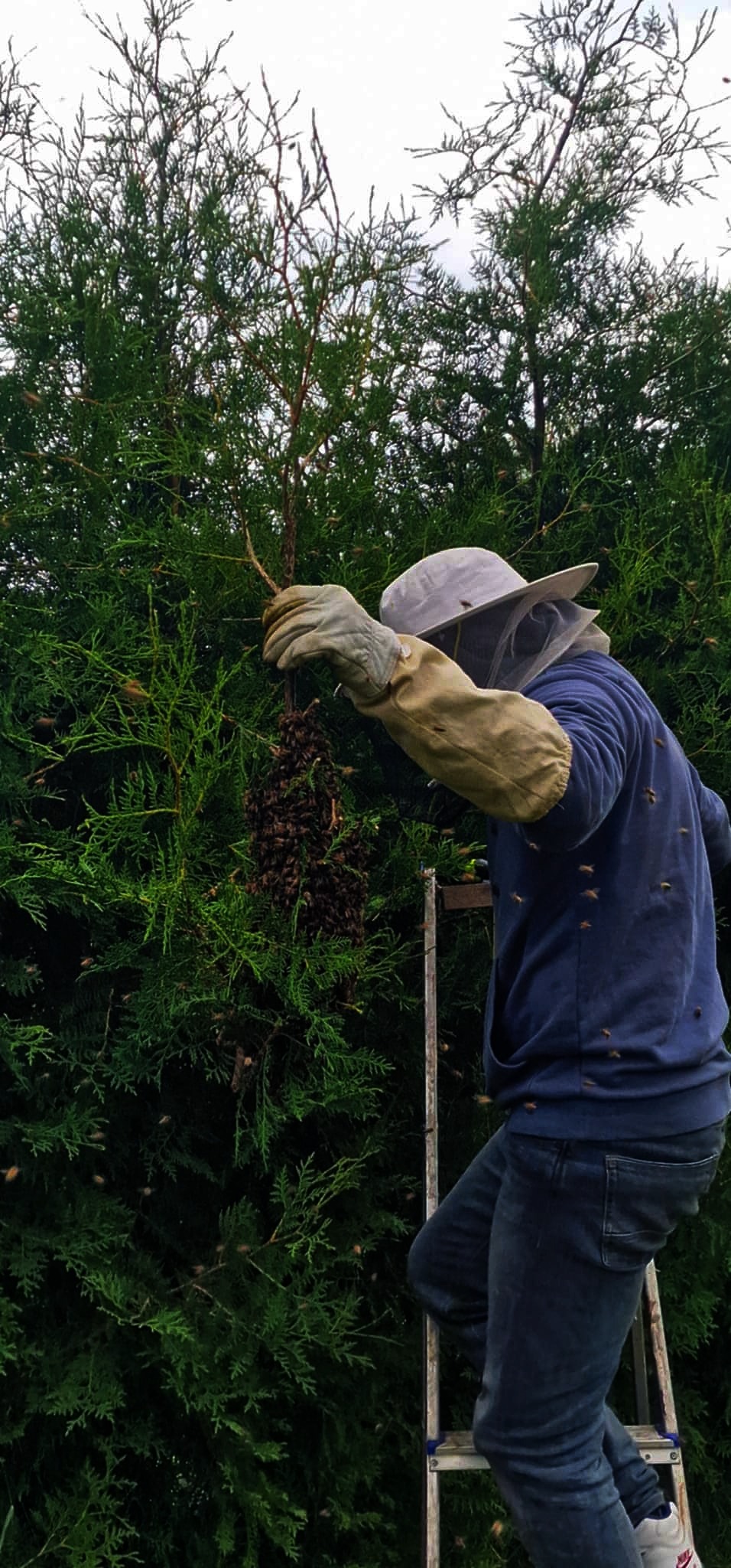 Osoba w stroju pszczelarza, na drabinie, zdejmuje rój pszczół z drzewa iglastego. Widoczne latające pszczoły i fragment drabiny.
