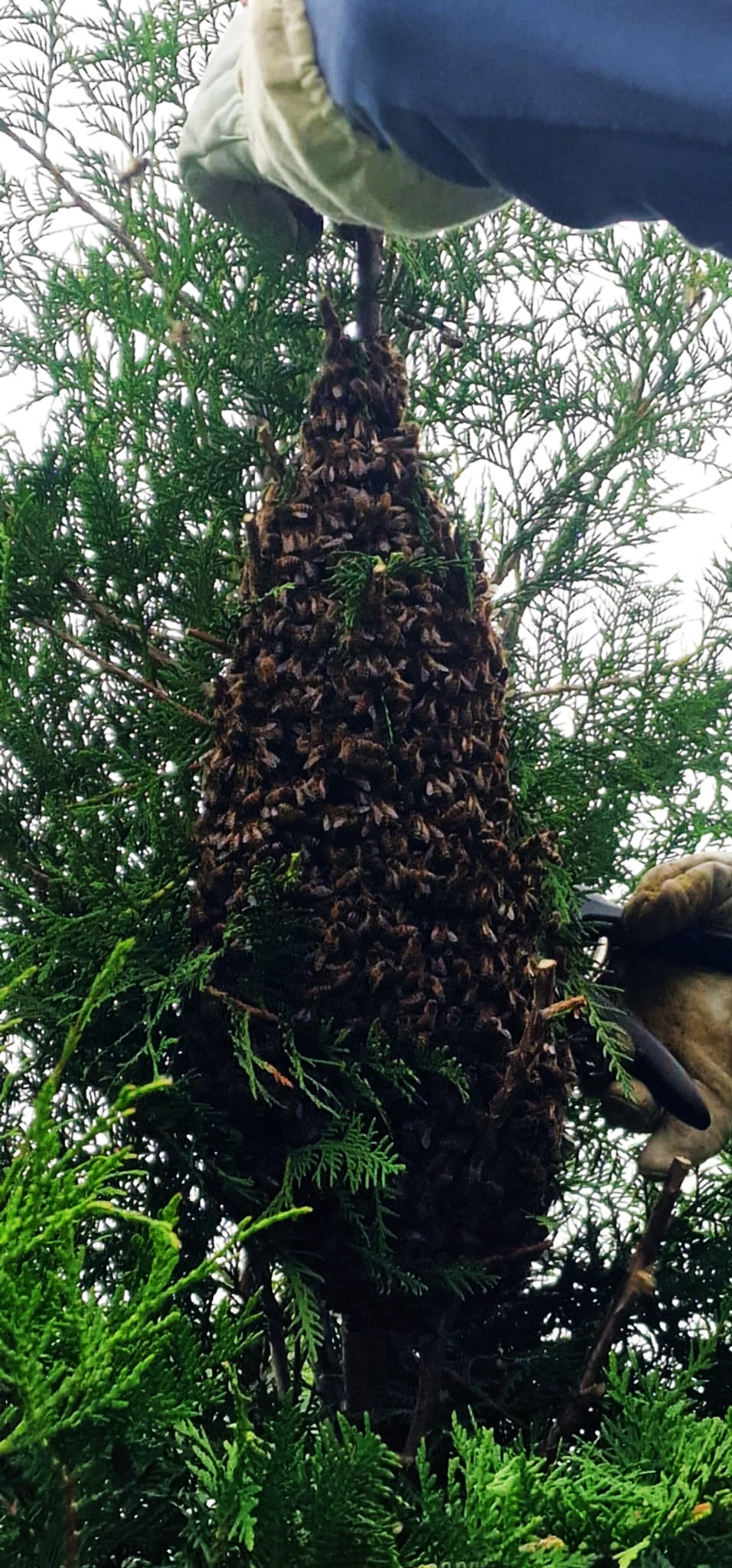 Rój pszczół osiadły na gałęzi drzewa iglastego, widoczne rękawice ochronne, interwencja pszczelarska w plenerze.