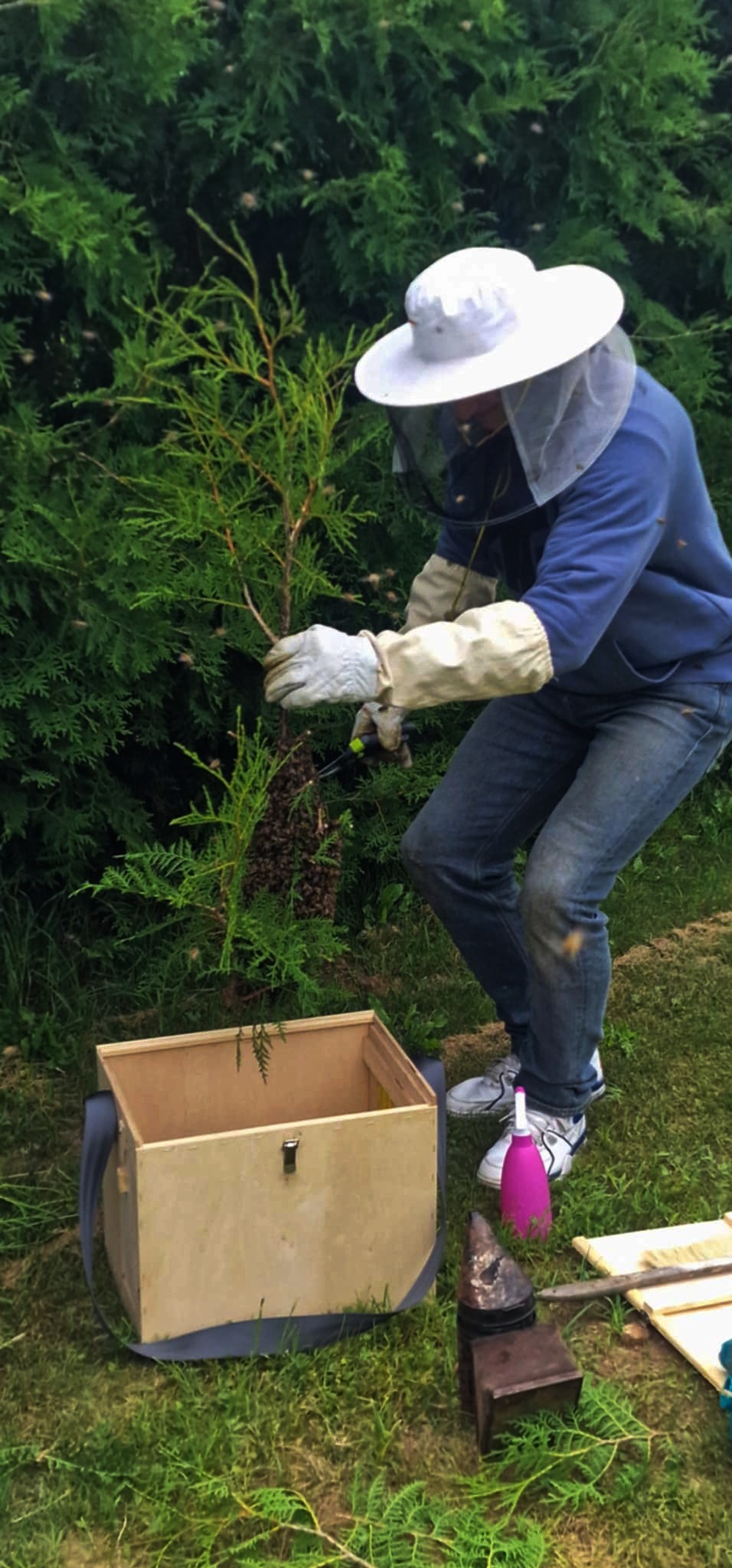 Osoba w stroju pszczelarza usuwa rój pszczół z gałęzi do drewnianej skrzynki. W tle zielona roślinność.