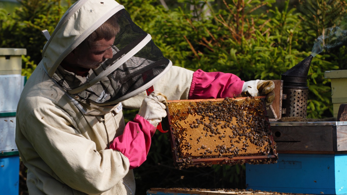 Pszczelarz w kombinezonie ochronnym i różowych rękawach trzyma ramkę z plastrem miodu pełnym pszczół w pobliżu ula i dymarki.