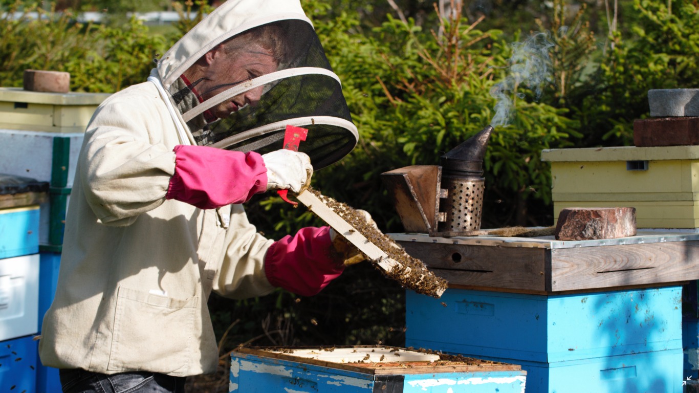 Miodobranie: Pszczelarz w ochronnym stroju i różowych rękawicach trzyma ramkę z pszczołami nad otwartym ulem, obok dymiarka.