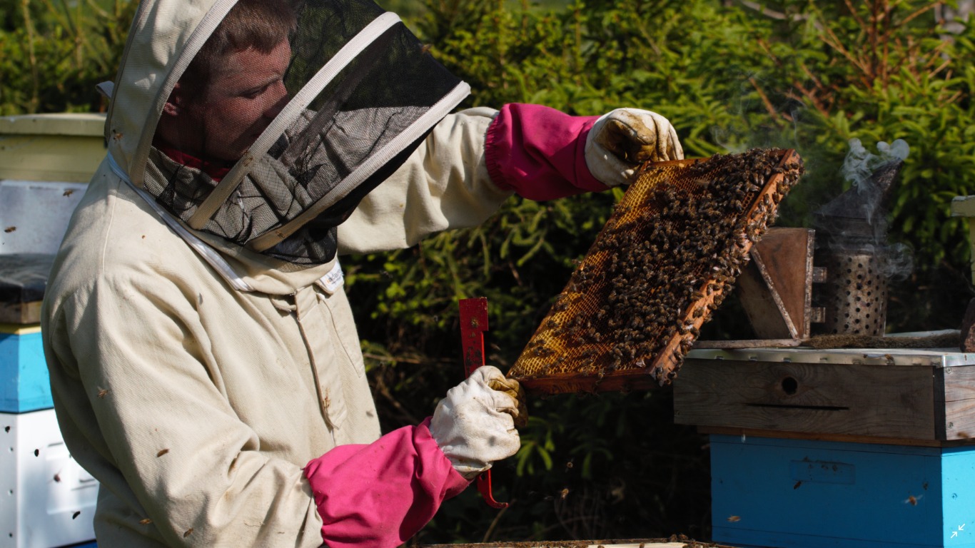 Pszczelarz w kombinezonie ochronnym i różowych rękawicach trzyma ramkę z pszczołami i miodem, obok dymiarka, w tle ul i zieleń.
