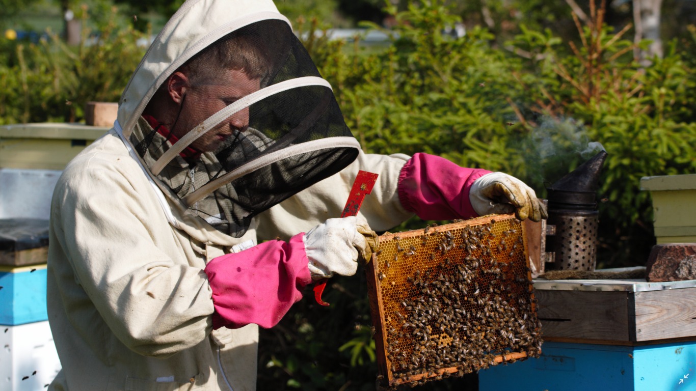 Pszczelarz w kombinezonie ochronnym z siatką na twarzy, trzymający ramkę z plastrem miodu pełnym pszczół, w tle ule i dym z podkurzacza.