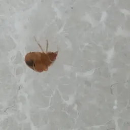 Powiększone ujęcie pluskwy domowej na białym, wł&oacute;knistym materiale, widoczne odn&oacute;ża i ciemna plamka na ciele owada.