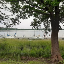 EKOPLAN-RA SP. Z O.O. - Jezioro Wigry z pomostem i zacumowanymi żaglówkami, widok z brzegu przez drzewa i wysoką trawę, pochmurne niebo.