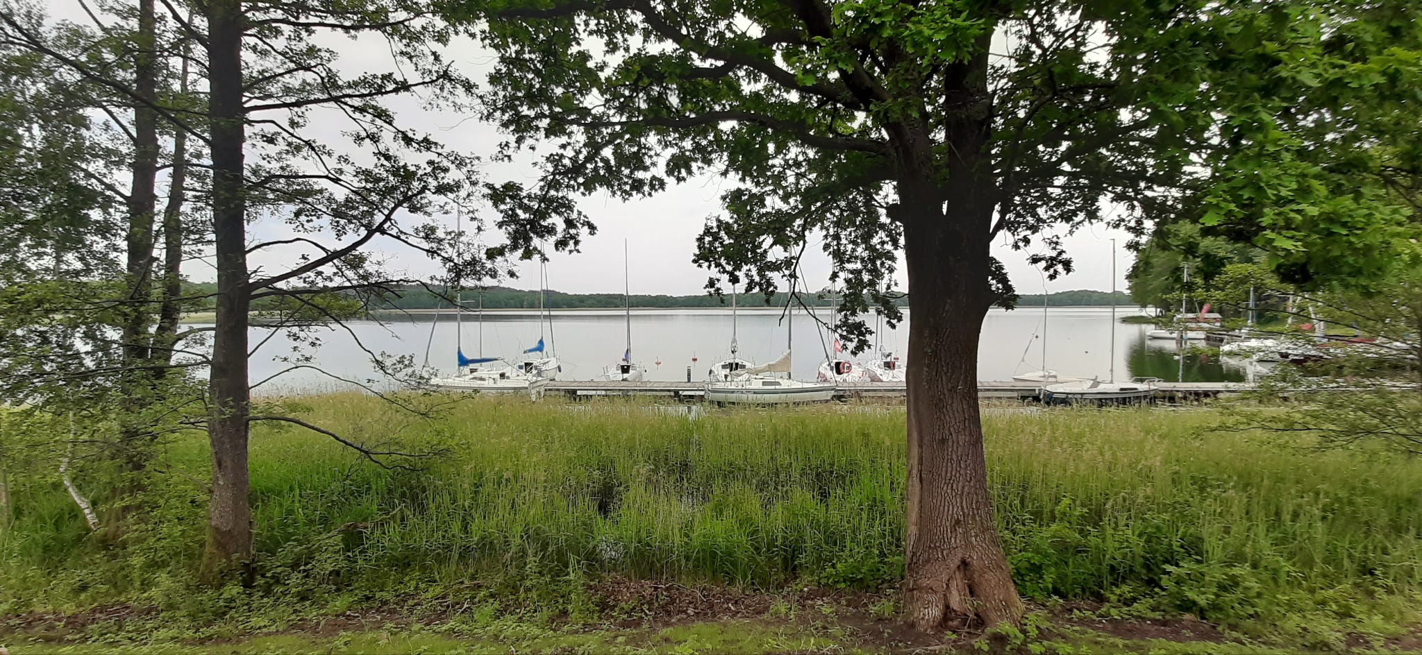 Jezioro Wigry z pomostem i zacumowanymi żaglówkami, widok z brzegu przez drzewa i wysoką trawę, pochmurne niebo.